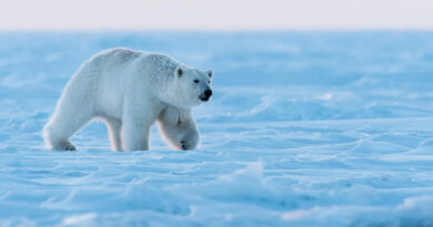 A partir de 2035 el Ártico podría quedarse sin hielo en verano
