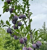 Ideal para entornos urbanos: el árbol frutal que se adapta a jardines chicos y no daña las veredas
